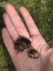 Cipangopaludina chinensis