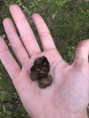 Cipangopaludina chinensis