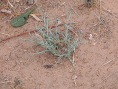 Stephanomeria pauciflora