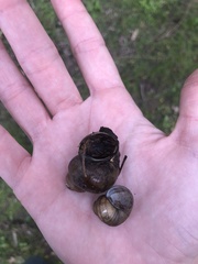 Cipangopaludina chinensis