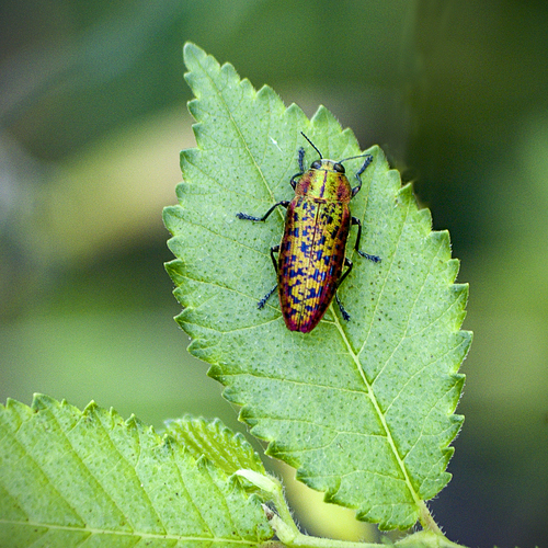 Lamprodila mirifica