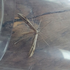 Emmelina monodactyla