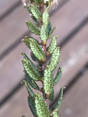 Agathosma mucronulata