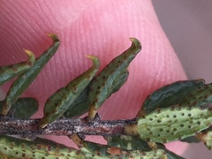 Agathosma mucronulata