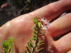 Agathosma mucronulata