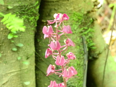 Liparis gigantea