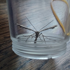 Emmelina monodactyla