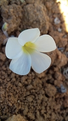 Oxalis tomentosa