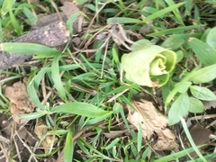 Angiospermae