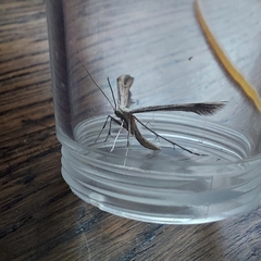 Emmelina monodactyla