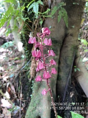 Liparis gigantea