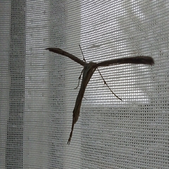 Emmelina monodactyla