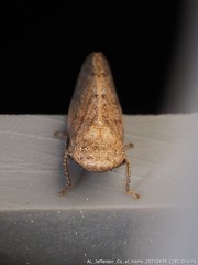 Paraphlepsius continuus