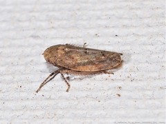 Paraphlepsius continuus