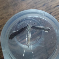 Emmelina monodactyla