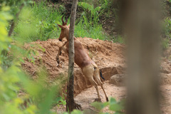 Alcelaphus buselaphus lelwel