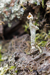 Cladonia cenotea