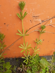 Galium aparine
