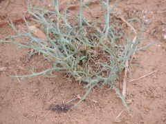 Stephanomeria pauciflora