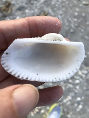 Anadara secticostata