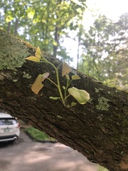 Chionanthus retusus