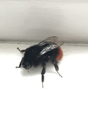 Bombus lapidarius