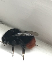 Bombus lapidarius