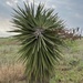 Yucca treculeana treculeana - Photo (c) cactuscreekranch, algunos derechos reservados (CC BY-NC)