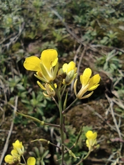 Brassica rapa