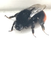 Bombus lapidarius