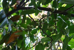 Sageraea laurina