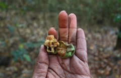 Sageraea laurina