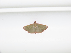 Hypsopygia nonusalis