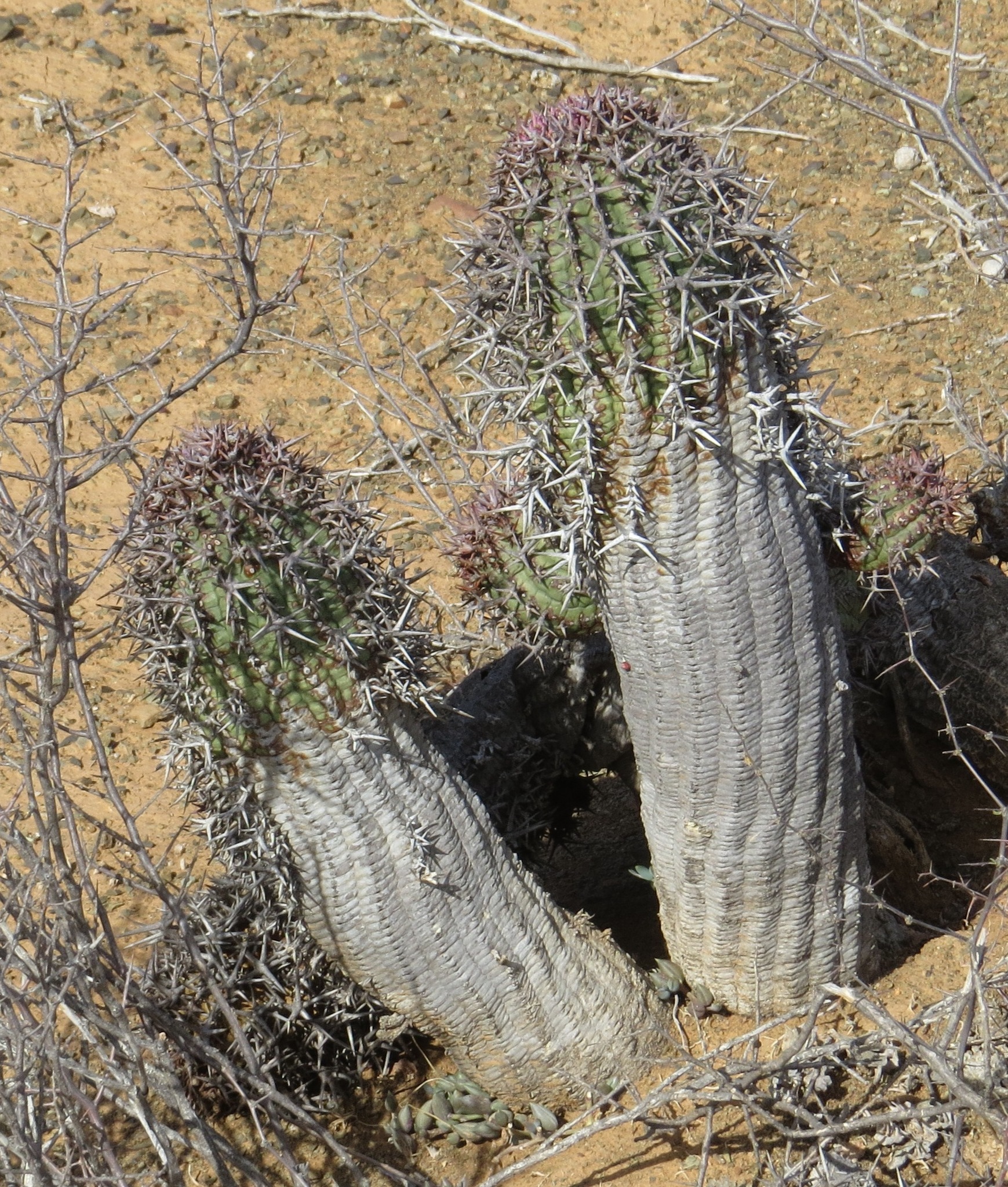 Euphorbia stellispina