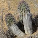 Euphorbia stellispina - Photo no hay derechos reservados, subido por Joseph Heymans