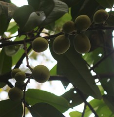 Sageraea laurina