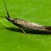 Coleophorinae - Photo (c) Steve Kerr, some rights reserved (CC BY), uploaded by Steve Kerr