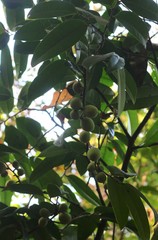Sageraea laurina