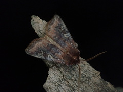 Cerastis leucographa