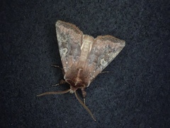 Cerastis leucographa