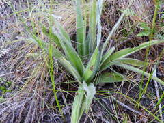 Hypoxis villosa