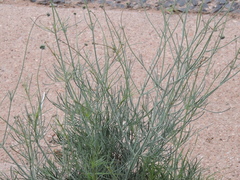 Thelesperma megapotamicum