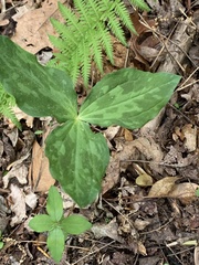 Trillium luteum
