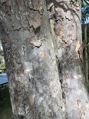 Afrocarpus falcatus