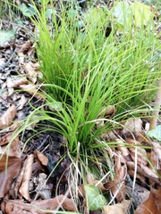 Carex alba