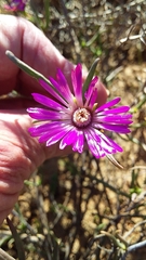 Lampranthus aduncus