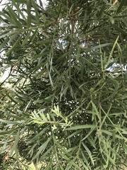Afrocarpus falcatus