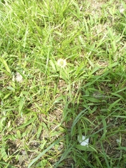 Liliopsida