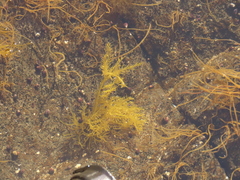 Cryptosiphonia woodii