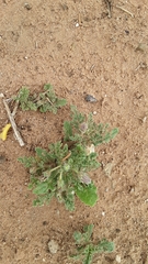 Chamaesaracha coniodes